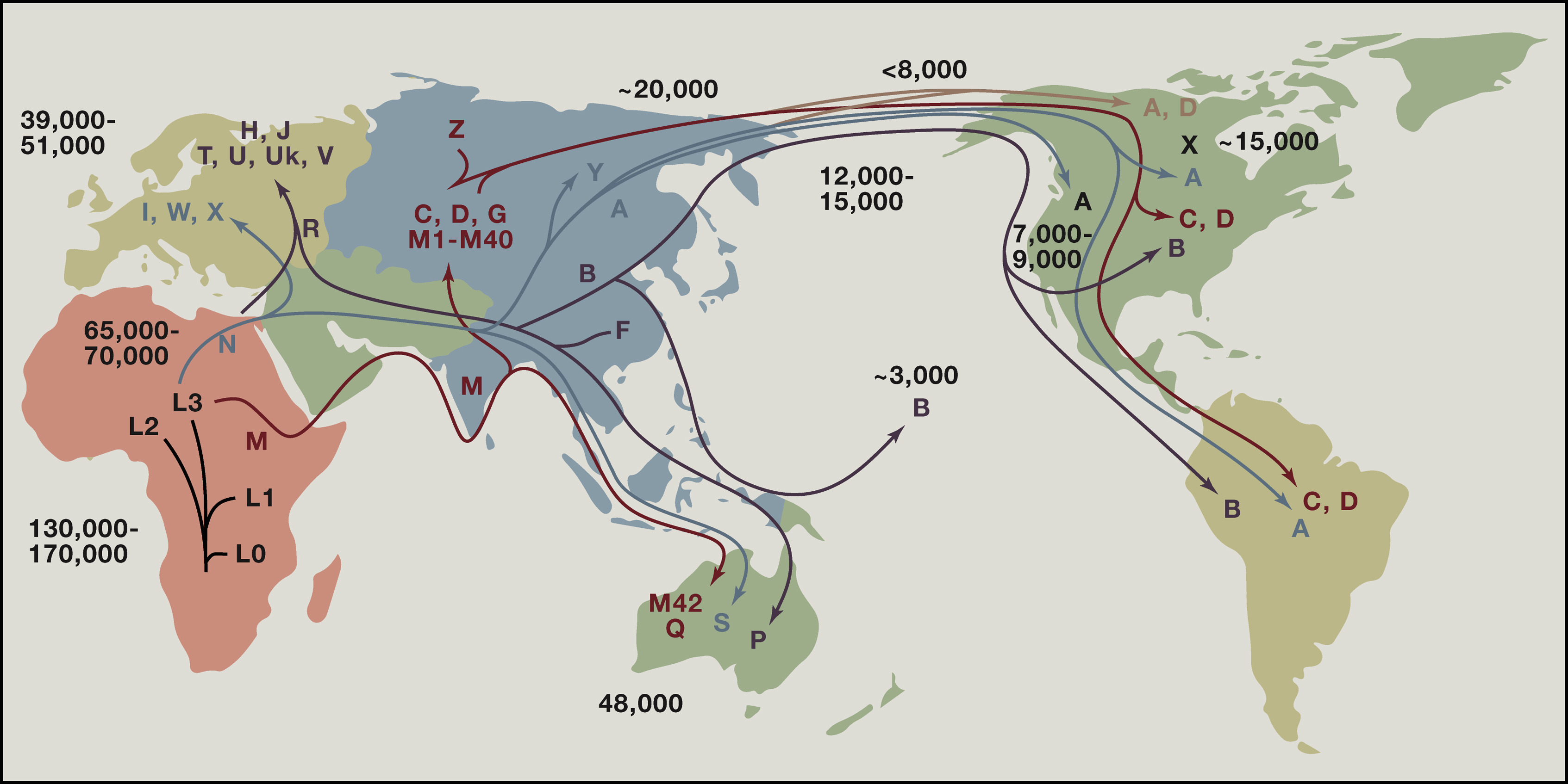 mtDNA haplogroup world distribution map
